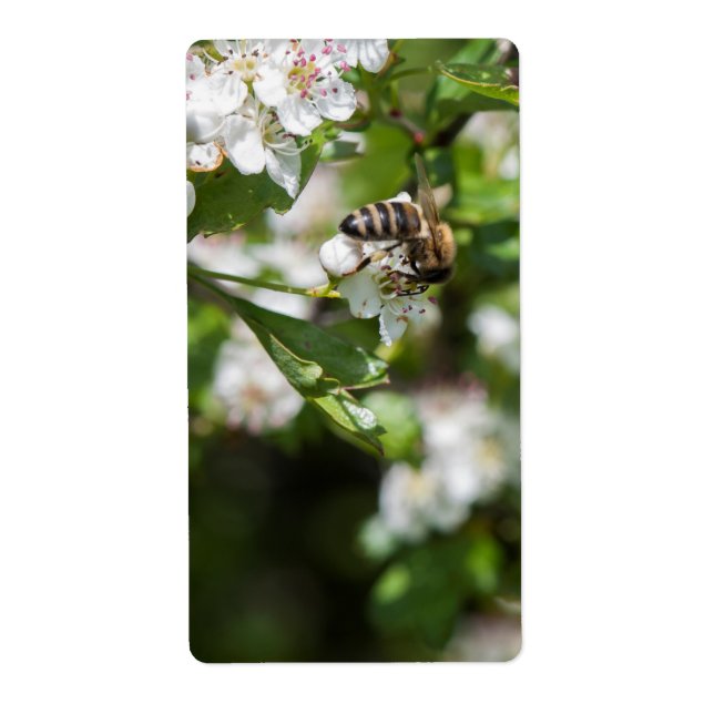 Bee collects pollen (Front)