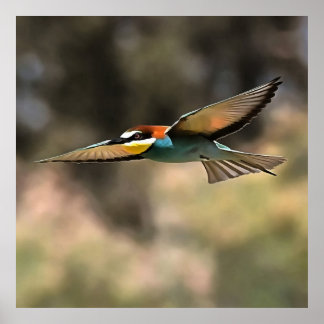 Bee Eater In Flight Realistic Artwork Poster
