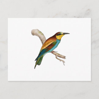 Bee Eater Postcard
