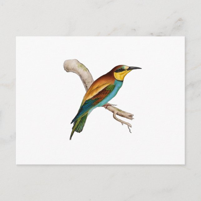 Bee Eater Postcard (Front)