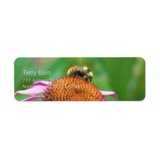 Bee Echinacea