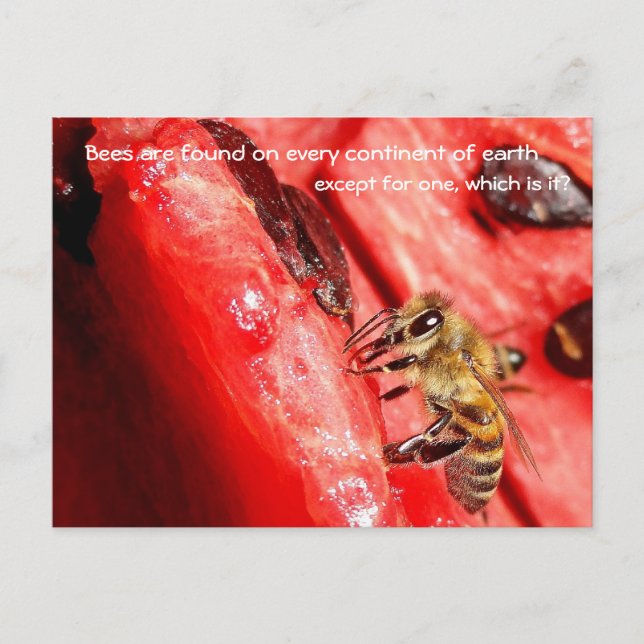 Bee fact Postcard / Bee on a watermelon (Front)