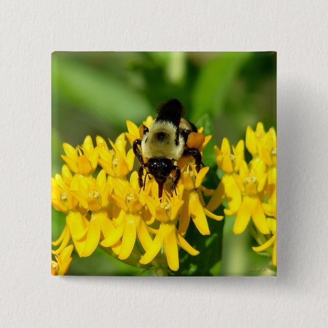 Bee Feasting on Butterfly Weed Wildflowers 15 Cm Square Badge (Front)