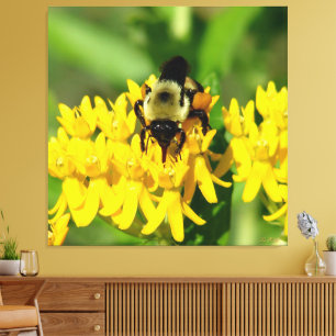 Bee Feasting on Butterfly Weed Wildflowers Canvas Print