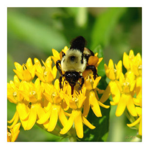 Bee Feasting on Butterfly Weed Wildflowers Photo Print