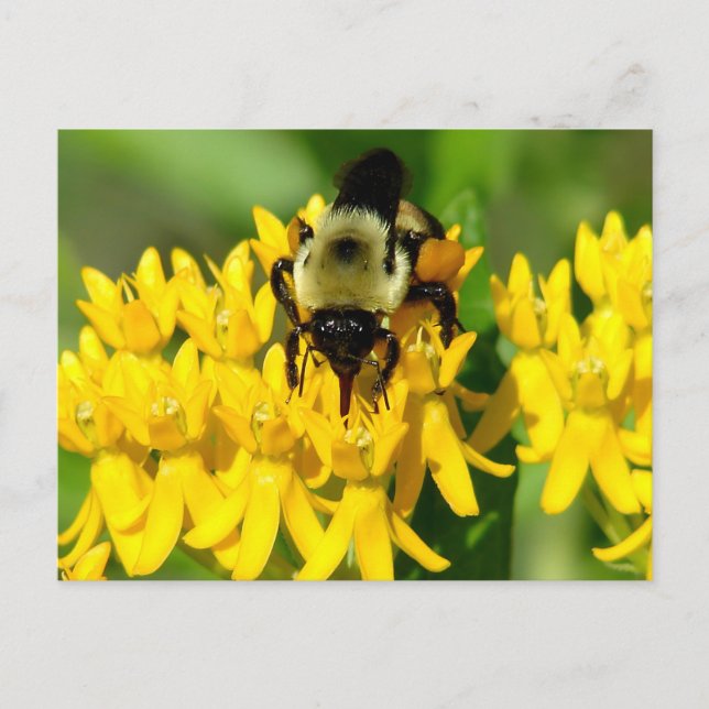 Bee Feasting on Butterfly Weed Wildflowers Postcard (Front)