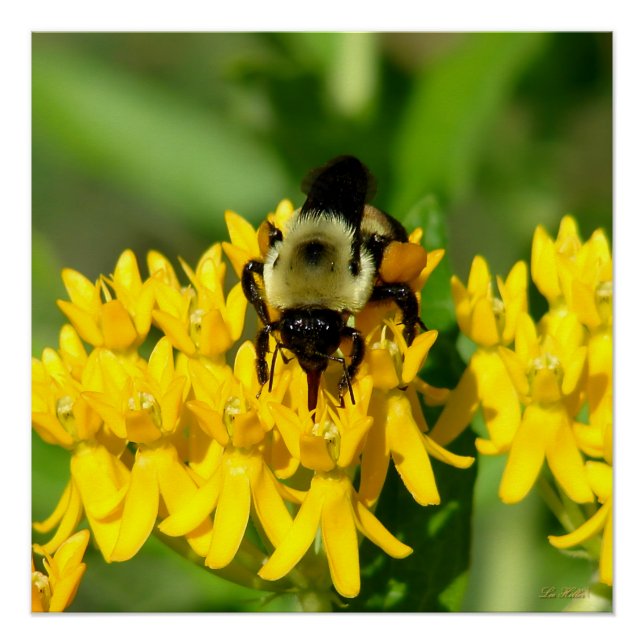 Bee Feasting on Butterfly Weed Wildflowers Poster (Front)