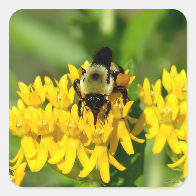 Bee Feasting on Butterfly Weed Wildflowers Square Sticker (Front)