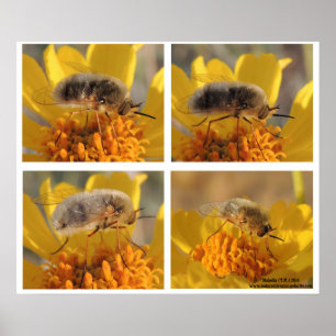 Bee Fly - Family Bombyliidae Poster