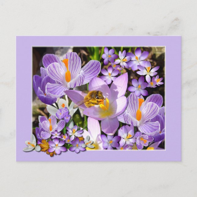 Bee Gathering Nectar from Crocus flowers Postcard (Front)