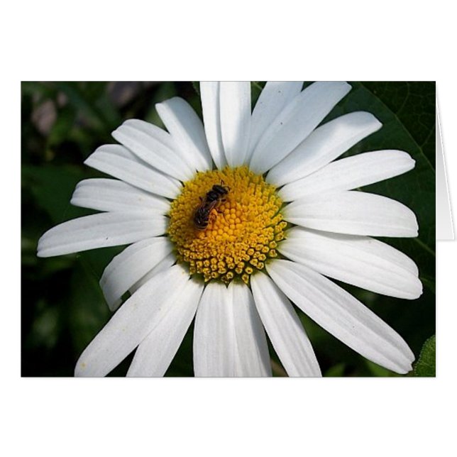 Bee Happy Daisy Card (Front Horizontal)