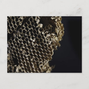 Bee Hive Postcard