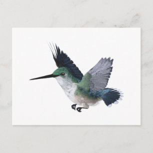 Bee Hummingbird Female Postcard