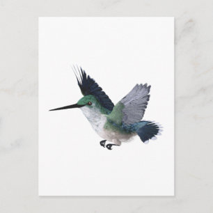 Bee Hummingbird Female Postcard