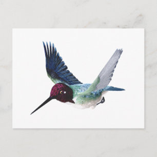 Bee Hummingbird Male Postcard