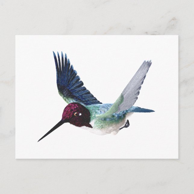 Bee Hummingbird Male Postcard (Front)