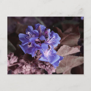 bee in blue flowers colourized purple postcard