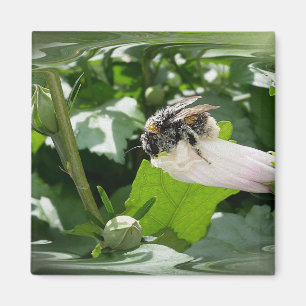 Bee in summer magnet