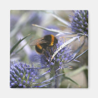 Bee in thistle
