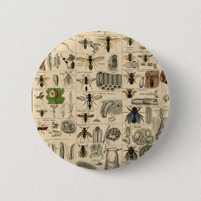 Bee Insect Bug Wasp Natural History Bees 6 Cm Round Badge (Front)