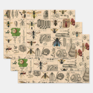 Bee Insect Bug Wasp Natural History Bees Wrapping Paper Sheet