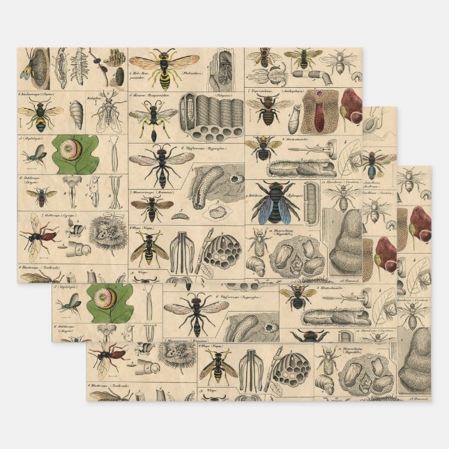 Bee Insect Bug Wasp Natural History Bees Wrapping Paper Sheet (Set)