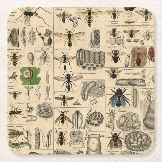 Bee Insect Bug Wasp Natural Nature Bees Painting Square Paper Coaster (Front)