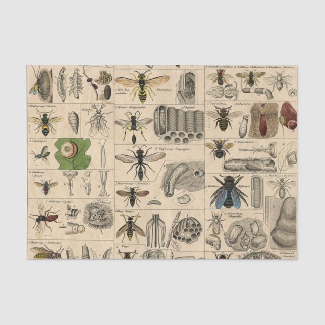 Bee Insect Bug Wasp Natural Nature Bees Painting Tissue Paper (Front)