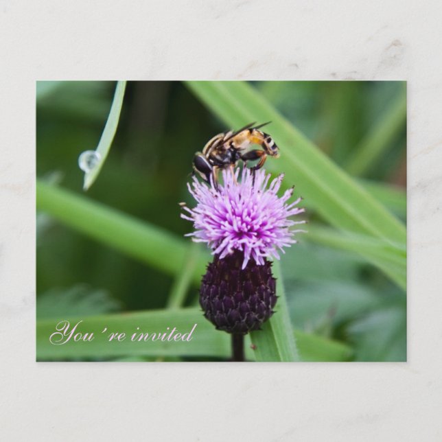 Bee invitation postcard (Front)