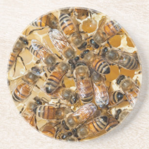 Bee keeping at Arlo's Honey Farm Coaster