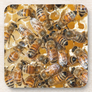 Bee keeping at Arlo's Honey Farm Coaster