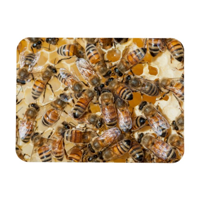 Bee keeping at Arlo's Honey Farm Magnet (Horizontal)