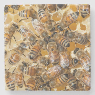 Bee keeping at Arlo's Honey Farm Stone Coaster