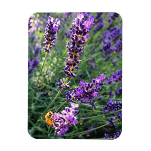 Bee & Lavender Magnet