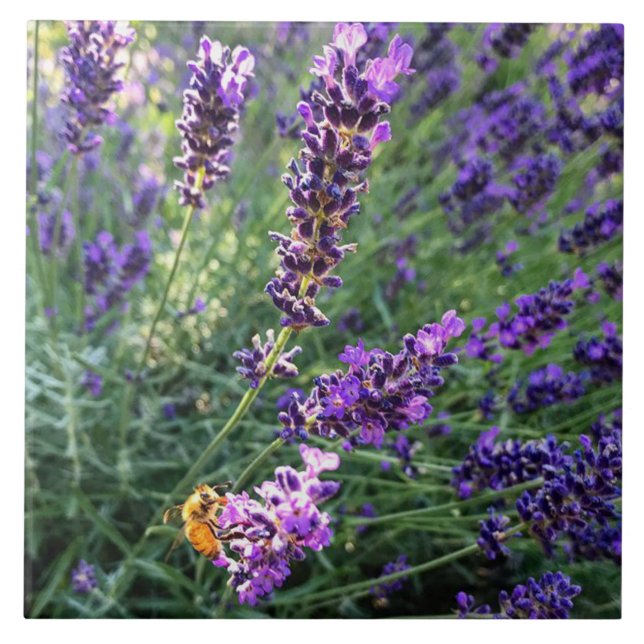 Bee & Lavender Tile (Front)
