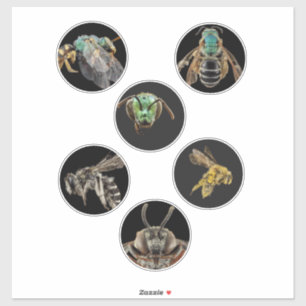 Bee Magnified pictures photos bugs insects bees
