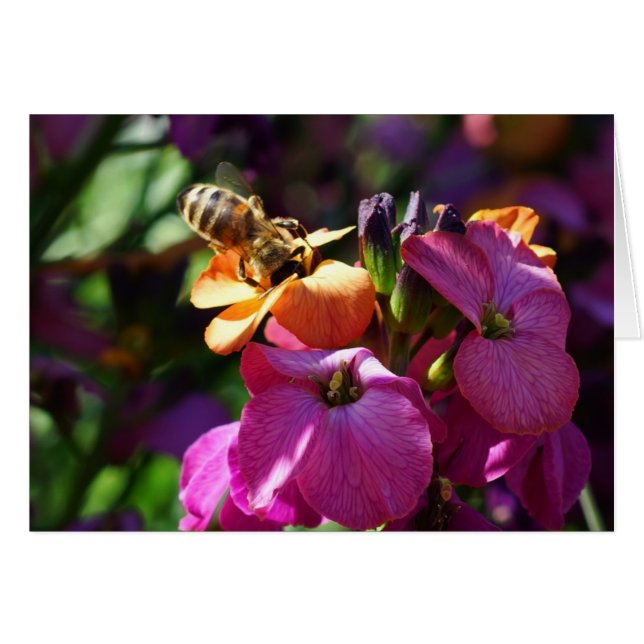 Bee 'n Beauty (Front Horizontal)