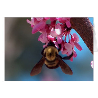 Bee on a Blossom