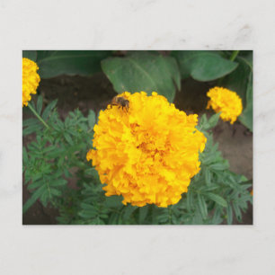 bee on a bright yellow marigold flower, photo invitation postcard