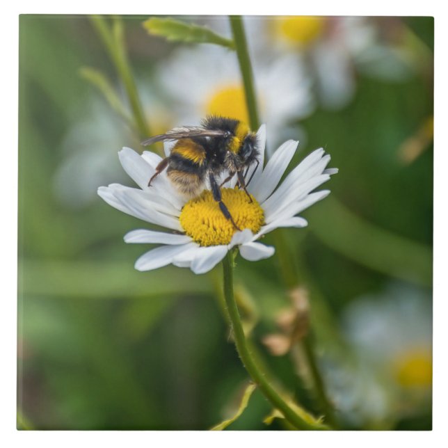 Bee on a daisy view ceramic tile (Front)