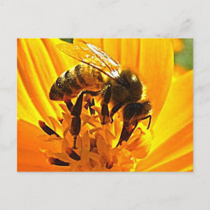 Bee on a Flower Postcard