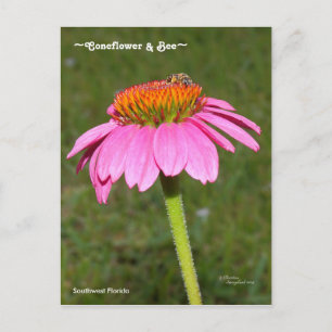 Bee on a Pink Coneflower Postcard