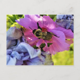 BEE ON A PINK HIBISCUS POSTCARD