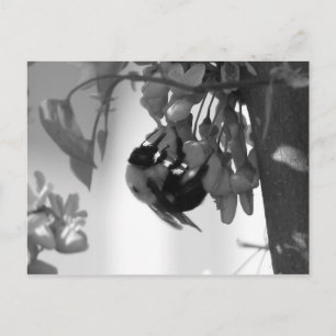 Bee on a Redbud Bloom Postcard