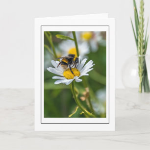 Bee on a white daisy greeting card