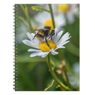Bee on a white daisy notebook