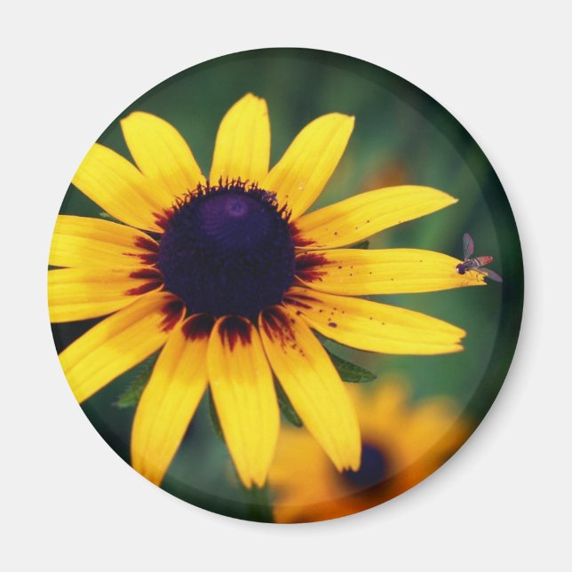 Bee On Black Eyed Susan Flower Nature  Magnet (Front)