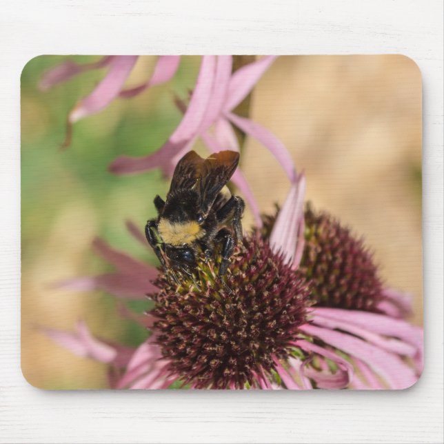 Bee On Black Eyed Susan Pano Mouse Pad (Front)