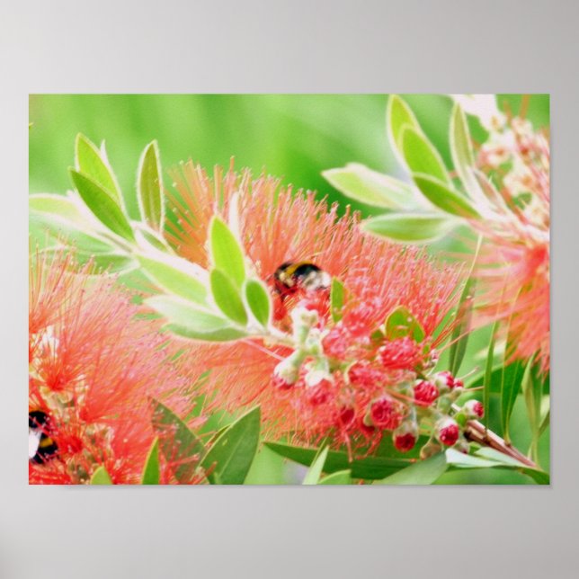 Bee On Bottlebrush Poster (Front)