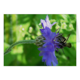 Bee on Button Flower